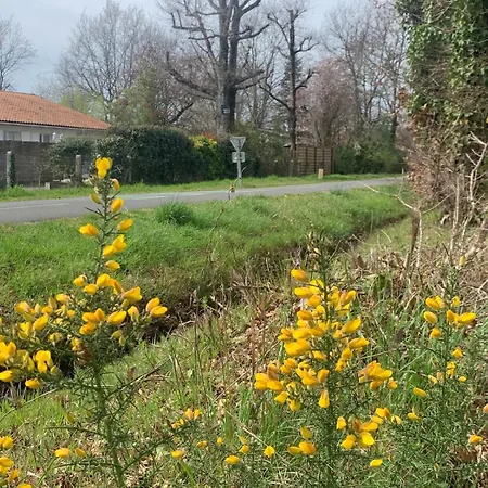 Cosy A 300 M De La 1 A 4 Pers Lanton