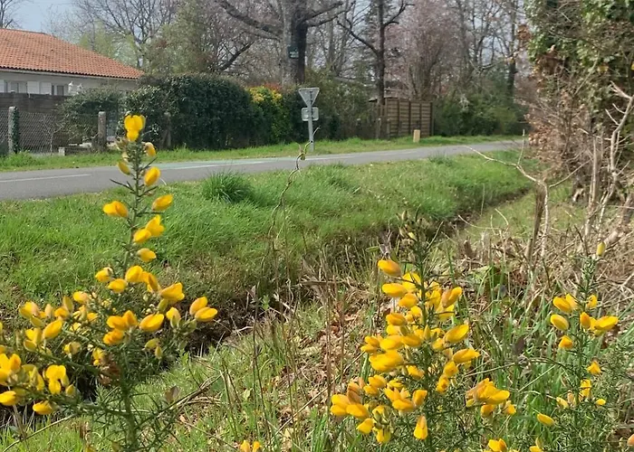 Cosy A 300 M De La 1 A 4 Pers Lanton